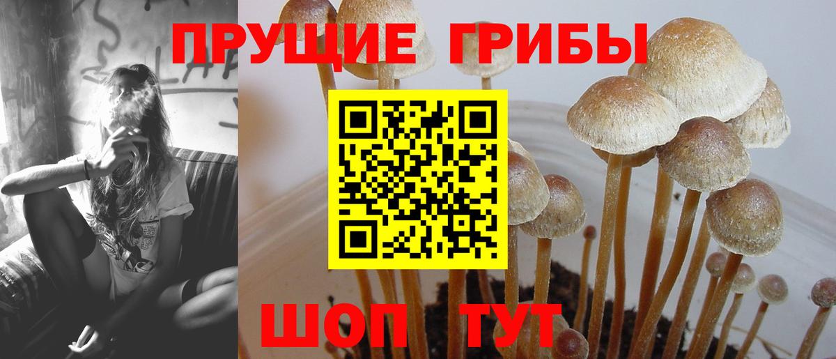Галлюциногенные грибы Psilocybe Великий Новгород